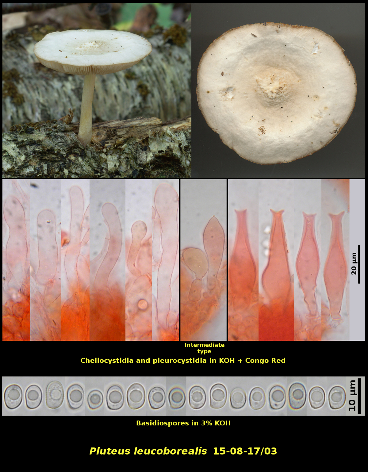 Picture of Pluteus_leucoborealis